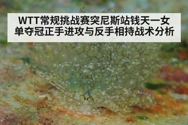 WTT常规挑战赛突尼斯站钱天一女单夺冠正手进攻与反手相持战术分析
